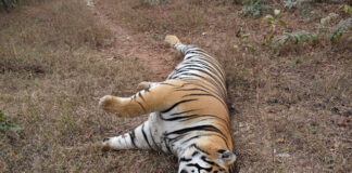 पन्ना टाइगर रिजर्व में अब करंट लगने से होने लगी बाघों की मौत !